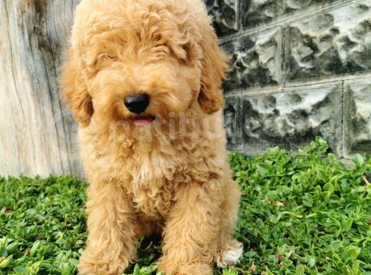 Minyatür Poodle Yavrularımız görsel
