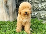 Minyatür Poodle Yavrularımız