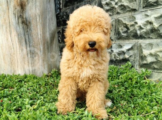 Minyatür Poodle Yavrularımız görsel