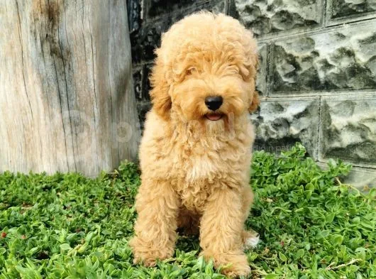 Minyatür Poodle Yavrularımız