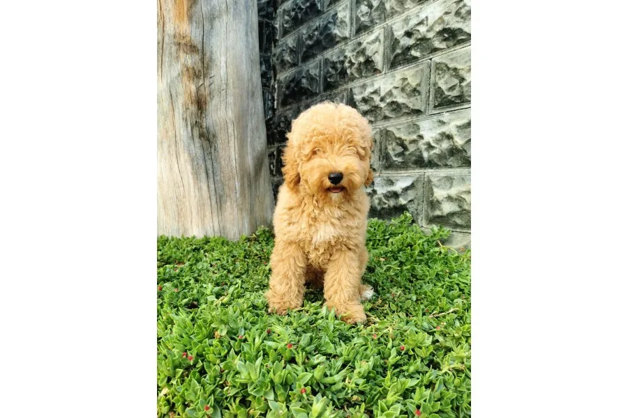 Minyatür Poodle Yavrularımız