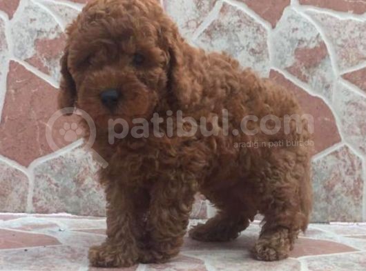 Muhteşem Kalitede Red Brown Toy Poodle Yavrularımız görsel