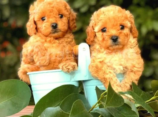 Red (Kızıl) Toy Poodle