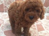 Muhteşem Kalitede Red Brown Toy Poodle Yavrularımız