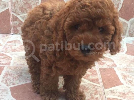 Muhteşem Kalitede Red Brown Toy Poodle Yavrularımız görsel