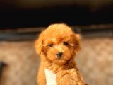 Red (Kızıl) Toy Poodle