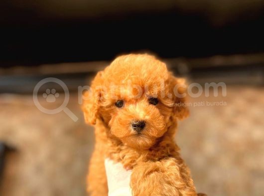 Red (Kızıl) Toy Poodle görsel