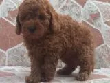 Muhteşem Kalitede Red Brown Toy Poodle Yavrularımız
