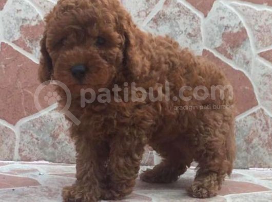 Muhteşem Kalitede Red Brown Toy Poodle Yavrularımız görsel