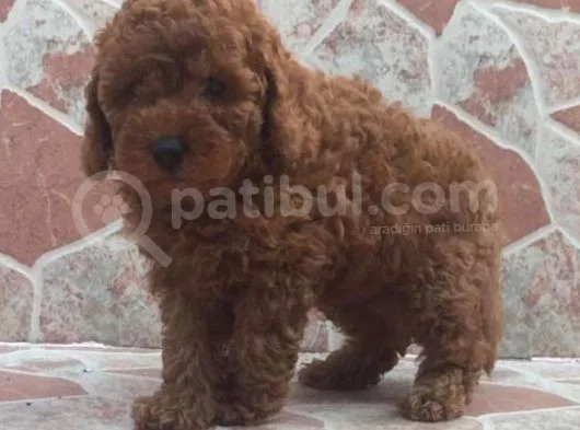 Muhteşem Kalitede Red Brown Toy Poodle Yavrularımız