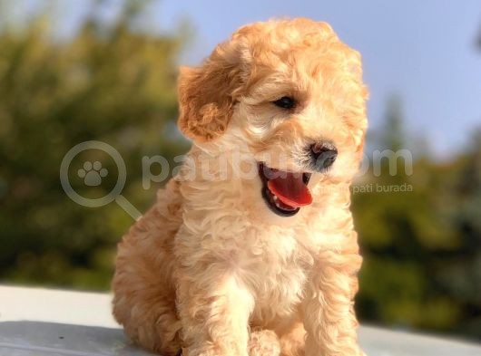 Red (Kızıl) Toy Poodle görsel