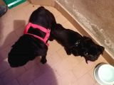 Sıfır Burun Gül Kuyruk Siyah Pug Dişi Erkek