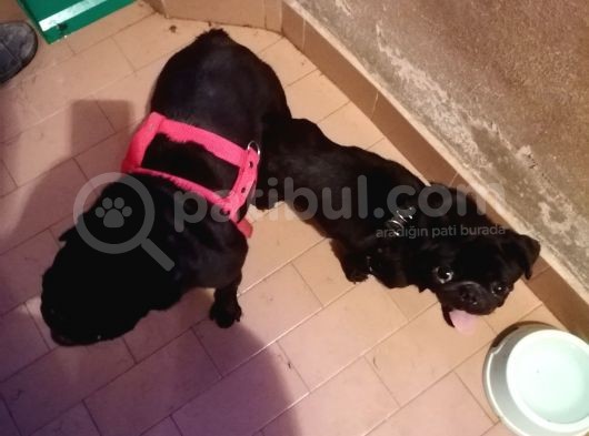 Sıfır Burun Gül Kuyruk Siyah Pug Dişi Erkek görsel