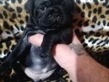 Sıfır Burun Gül Kuyruk Siyah Pug Dişi Erkek
