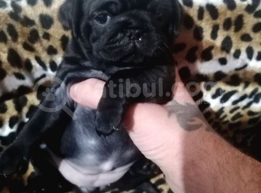 Sıfır Burun Gül Kuyruk Siyah Pug Dişi Erkek görsel