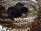 Sıfır Burun Gül Kuyruk Siyah Pug Dişi Erkek
