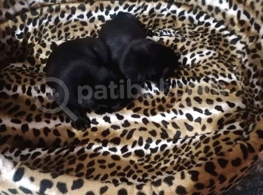 Sıfır Burun Gül Kuyruk Siyah Pug Dişi Erkek görsel
