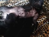Sıfır Burun Gül Kuyruk Siyah Pug Dişi Erkek