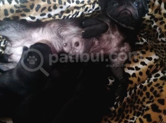 Sıfır Burun Gül Kuyruk Siyah Pug Dişi Erkek görsel