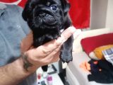 Sıfır Burun Gül Kuyruk Siyah Pug Dişi Erkek