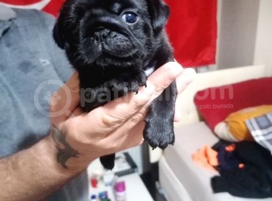 Sıfır Burun Gül Kuyruk Siyah Pug Dişi Erkek görsel