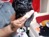 Sıfır Burun Gül Kuyruk Siyah Pug Dişi Erkek