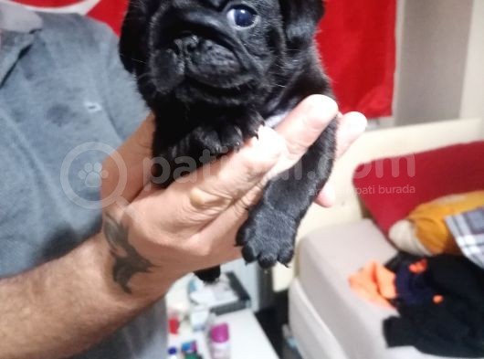 Sıfır Burun Gül Kuyruk Siyah Pug Dişi Erkek görsel