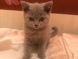 2 Aylık British Shorthair