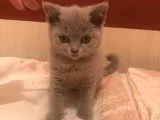 2 Aylık British Shorthair