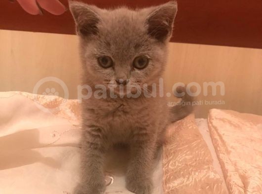 2 Aylık British Shorthair görsel