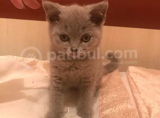 2 Aylık British Shorthair