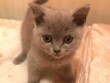 2 Aylık British Shorthair