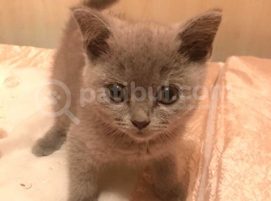 2 Aylık British Shorthair görsel