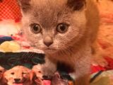 2 Aylık British Shorthair