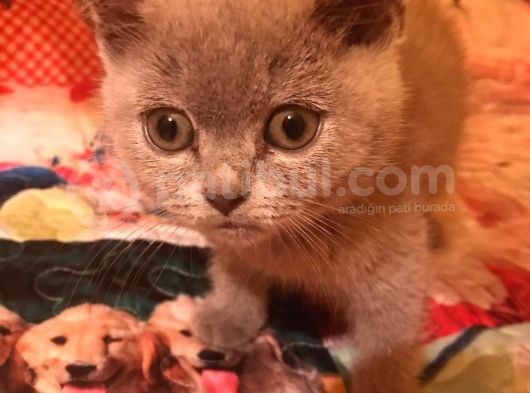 2 Aylık British Shorthair görsel
