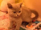 2 Aylık British Shorthair