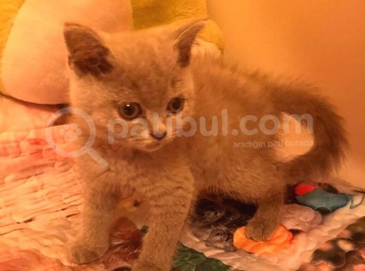 2 Aylık British Shorthair görsel