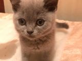2 Aylık British Shorthair