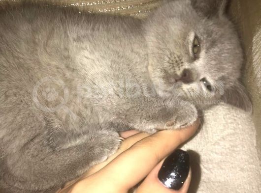 2 Aylık British Shorthair görsel