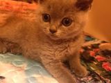 2 Aylık British Shorthair
