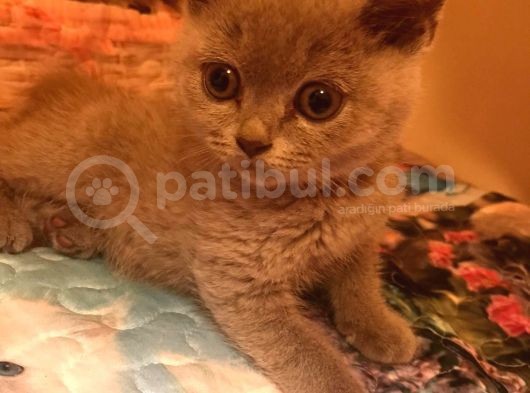 2 Aylık British Shorthair görsel