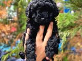 Siyah İnci Black Toy Poodle Yavrularımız