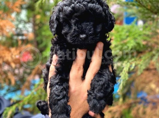 Siyah İnci Black Toy Poodle Yavrularımız görsel