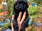 Siyah İnci Black Toy Poodle Yavrularımız