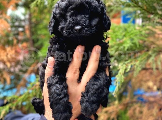Siyah İnci Black Toy Poodle Yavrularımız görsel
