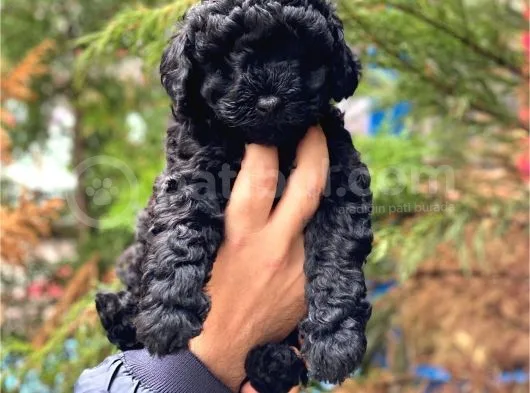 Siyah İnci Black Toy Poodle Yavrularımız