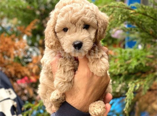 Apricot Kayısı Renk Toy Poodle Yavrularımız görsel