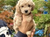 Apricot Kayısı Renk Toy Poodle Yavrularımız