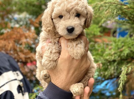 Apricot Kayısı Renk Toy Poodle Yavrularımız görsel