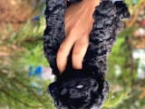 Siyah İnci Black Toy Poodle Yavrularımız